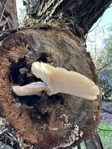 Pleurotus dryinus (Pleuroto de roble) — misma familia de estudio. Solo orientación.
