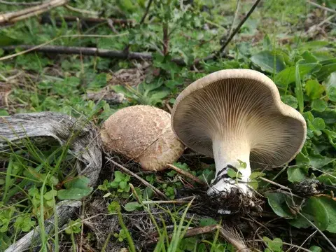 Pleurotus eryngii — fotografía de referencia para Tarragona