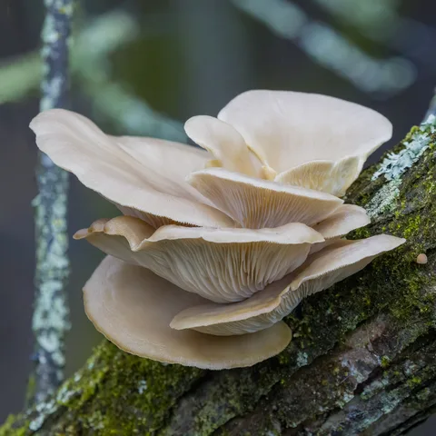 Pleurotus ostreatus — foto de estudio (proxy same-origin)