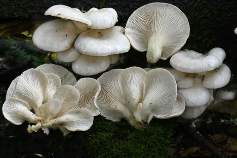 Pleurotus pulmonarius (Seta de ostra pálida) — ficha de estudio