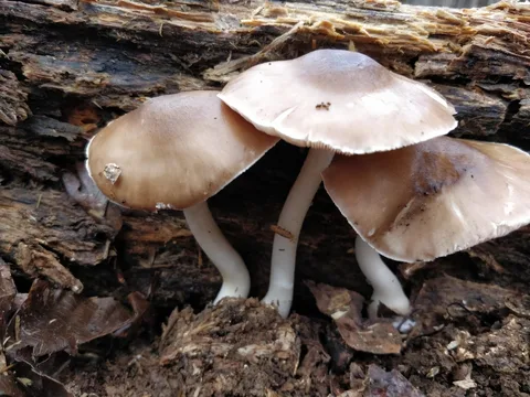 Pluteus cervinus (Pluteo cervino) — ficha de estudio