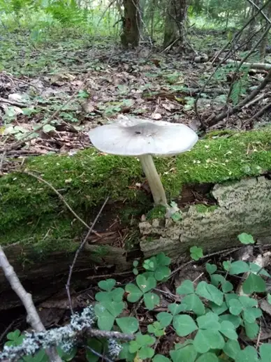 Pluteus salicinus (Pluteus de sauce) — ficha de estudio