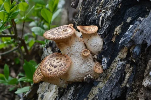 Polyporus squamosus (Poliporo escamoso) — misma familia de estudio. Solo orientación.