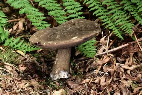 Porphyrellus porphyrosporus — ficha de estudio