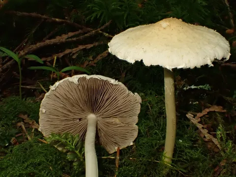 Psathyrella candolleana (Psathyrella de Candolle) — ficha de estudio
