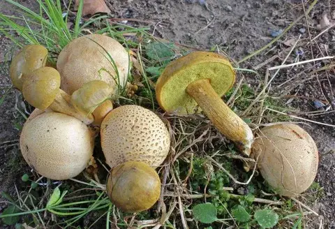 Pseudoboletus parasiticus — ficha de estudio