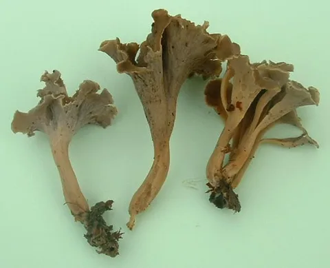 Pseudocraterellus undulatus (Trompetilla ondulada) — ficha de estudio