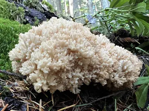 Ramaria botrytis (Coral de roble) — misma familia de estudio. Solo orientación.