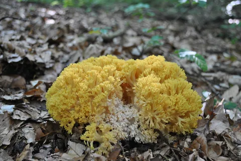 Ramaria flava (Ramaria amarilla) — misma familia de estudio. Solo orientación.