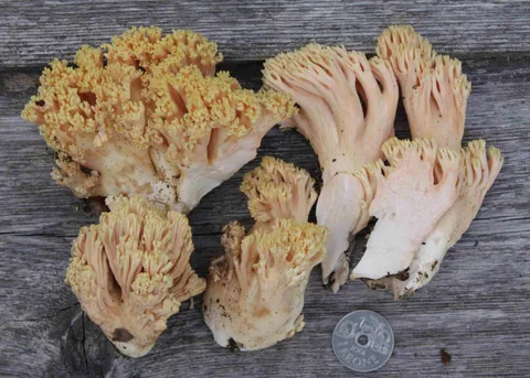 Ramaria formosa (Ramaria hermosa) — misma familia de estudio. Solo orientación.