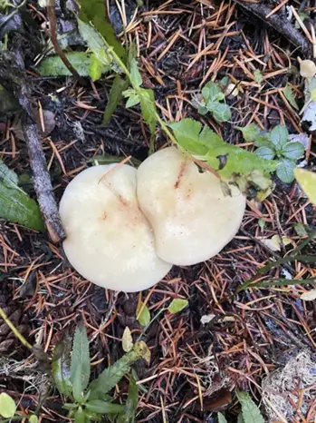 Rhodocollybia maculata (Colibia manchada) — misma familia de estudio. Solo orientación.