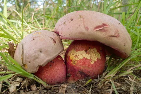 Rubroboletus legaliae (Boleto de Legal) — ficha de estudio