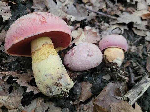 Rubroboletus luridus (Hongo brujas) — ficha de estudio