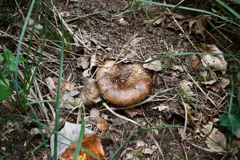 Russula acrifolia — ficha de estudio