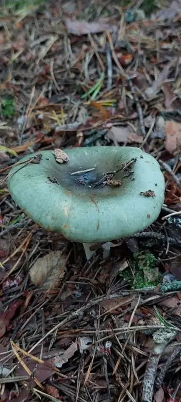Russula aeruginea — ficha de estudio