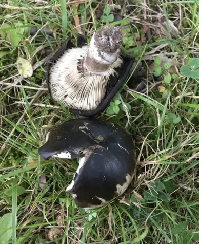 Russula albonigra — ficha de estudio
