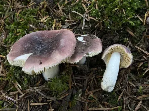 Russula amethystina (Rúsula amatista) — ficha de estudio