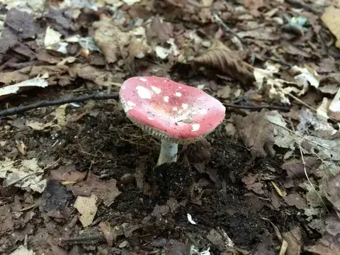 Russula atropurpurea — ficha de estudio