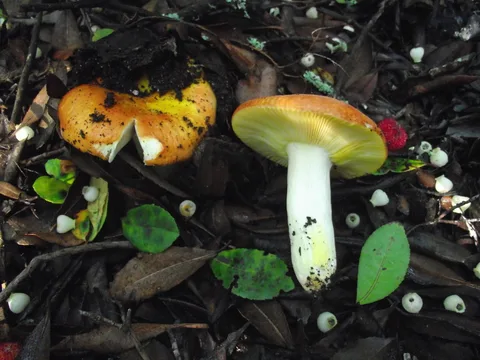 Russula aurea (Rúsula dorada) — ficha de estudio