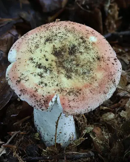 Russula aurora — ficha de estudio