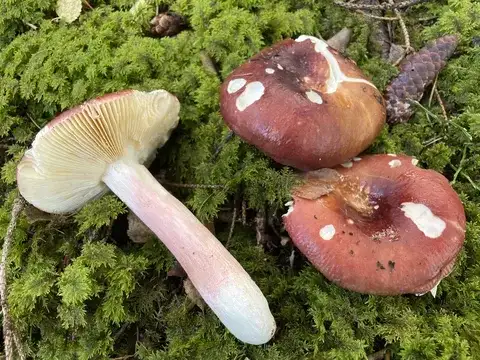 Russula badia — ficha de estudio