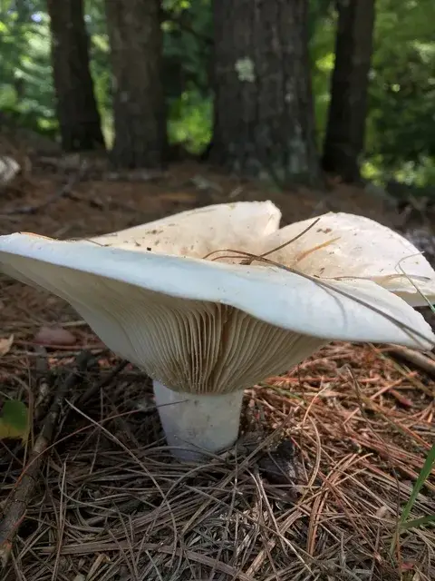 Russula brevipes — ficha de estudio