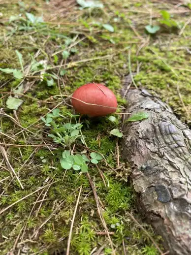 Russula cessans (Rúsula de pino) — ficha de estudio