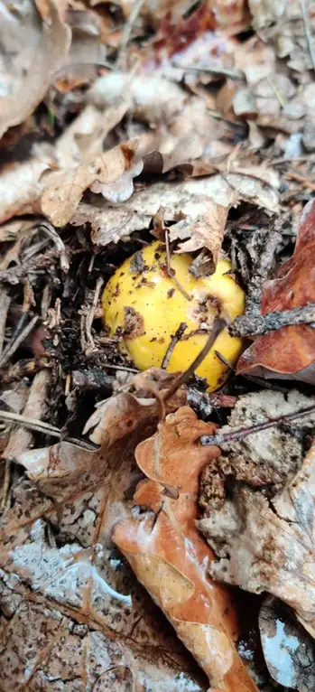 Russula claroflava — ficha de estudio
