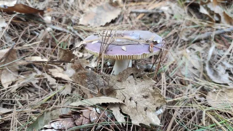 Confundible con Russula cyanoxantha (Rúsula de los curas) — foto de estudio comparativa. Solo orientación.