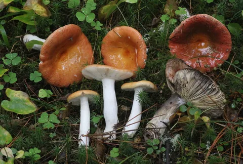 Russula decolorans — ficha de estudio