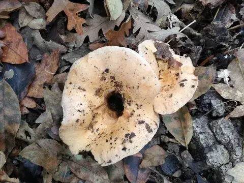 Russula delica (Rúsula blanca de leche) — ficha de estudio