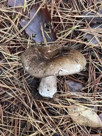 Russula densifolia — ficha de estudio