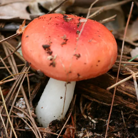 Confundible con Russula emetica (Rúsula emética) — foto de estudio comparativa. Solo orientación.