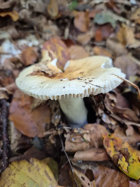 Russula fellea — ficha de estudio