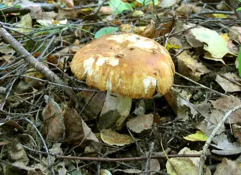 Russula foetens (Rúsula fétida) — ficha de estudio