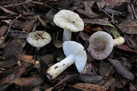 Russula fragilis — ficha de estudio