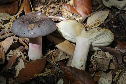 Russula grisea — ficha de estudio