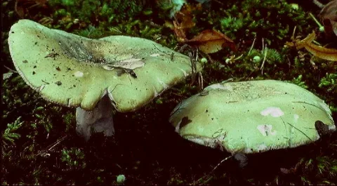 Russula heterophylla (Rúsula de láminas desiguales) — ficha de estudio