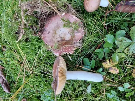 Russula integra (Rúsula íntegra) — ficha de estudio