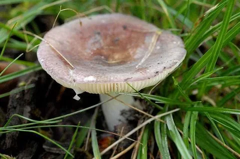 Russula ionochlora — ficha de estudio