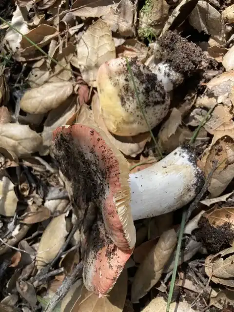 Russula maculata — ficha de estudio