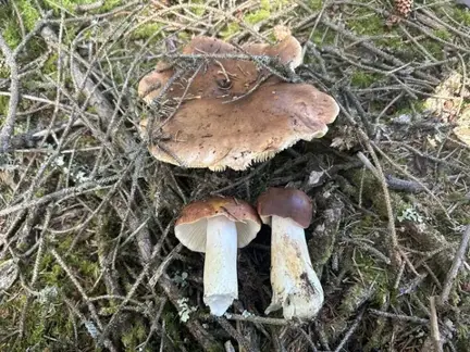 Russula mustelina (Rúsula mustelina) — ficha de estudio