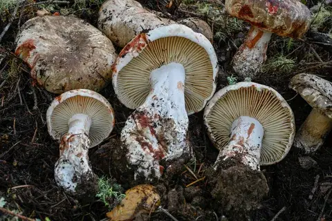 Russula nigricans (Rúsula negra) — ficha de estudio