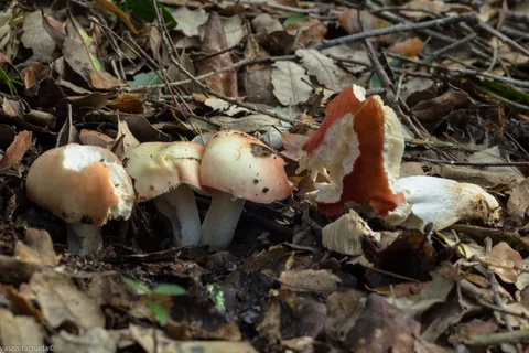 Russula nobilis — ficha de estudio