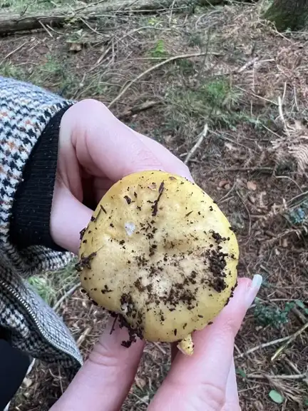 Russula ochroleuca (Rúsula ocrácea) — ficha de estudio