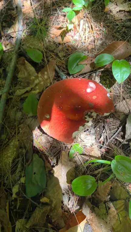 Russula paludosa — ficha de estudio