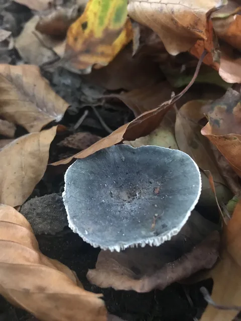 Russula parazurea — ficha de estudio