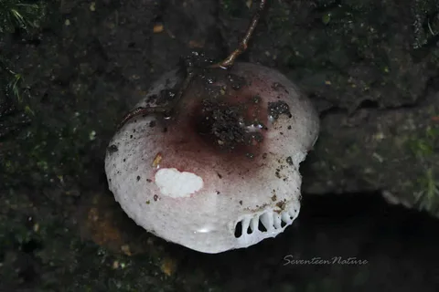 Russula puellaris — ficha de estudio