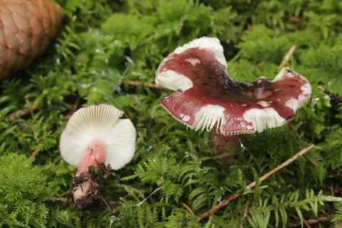 Russula queletii — ficha de estudio