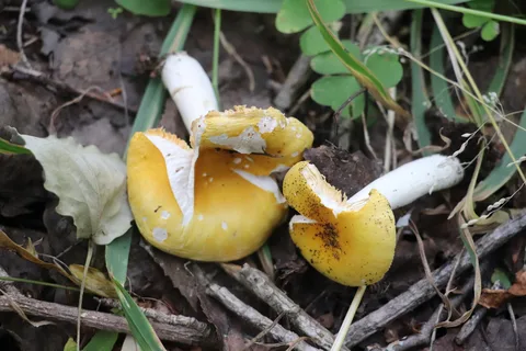 Russula risigallina — ficha de estudio